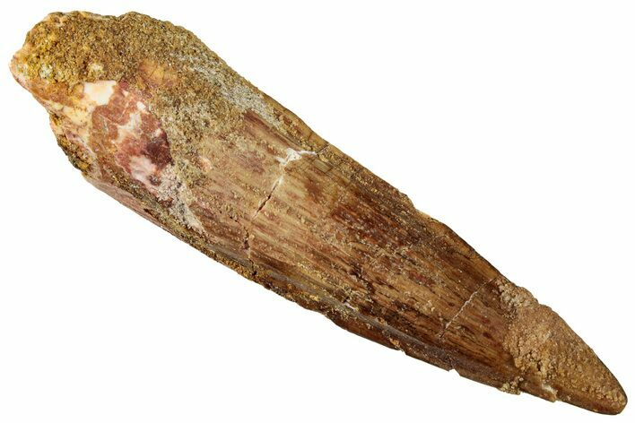 Fossil Spinosaurus Tooth - Real Dinosaur Tooth #327911